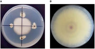 Biological control of the native endophytic fungus Pochonia chlamydosporia from the root nodule of Dolichos lablab on Fusarium wilt of banana TR4